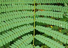 Image result for Faurea discolor