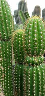 The park is the only place in the united states where the senita and organ pipe cactus grow wild. Pin On Edible Plants