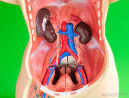 The spinal nerves of the lower back also carry many neurons of the autonomic nervous system (ans) that maintain the vital involuntary processes of the parasympathetic neurons in the spinal cord pass through the sacral nerves in the lower back to reach the pelvic organs such as the bladder and. What Causes A Retroperitoneal Hematoma With Pictures