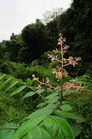 Image result for Clausena anisata