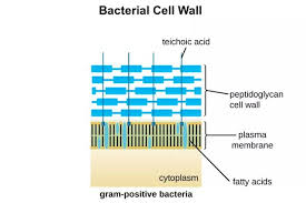 Perbedaan Bakteri Gram Positif Vs Bakteri Gram Negatif Gram Negative Bacteria Bacteria Cell Wall