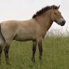 Nature did not condition horses to deal with the trappings of civilization. 3