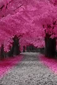 National tree company 6 ft. Love The Pink Leaves Pink Trees Beautiful Landscapes Beautiful Nature