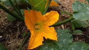 It's classified as summer squash because of its summer harvest, done while the squash. Zucchini Blackjack Vegetable Garden Youtube