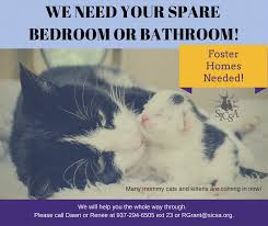 You Can Save A Life The Fosters How To Raise Money Cats