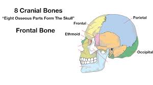 The upper back is a complex area containing a number of muscles that perform various actions on the scapulae shoulder blades and humerus. Skull Anatomy Cranial Bone And Suture Labeled Diagram Names Mnemonic Ezmed