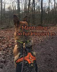 Vor Ungefahr Einem Jahr Haben Queen Und Ich Mit Dem Mantrailing Angefangen Von Anfang An Hat Es Uns Beiden Eine Menge Hunde Hund Funnies Hunde Verstehen