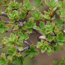 Image result for Myrothamnus flabellifolius