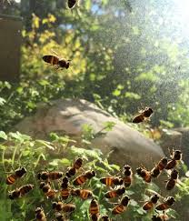 Black And White Striped Ground Bees Bee Amour Apiary Bees Backyard Beekeeping Save The Bees Bee
