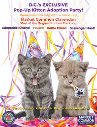 Applies to pairs of dogs over six months old, cats and kittens at the best friends lifesaving center! Feline Friend Adoption Event Coming To Clarendon This Saturday Arlnow Com