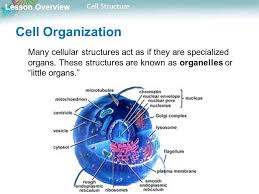 We did not find results for: Cell Structure Describe The Structure And Function Of The Cell Nucleus Describe The Roles Of The Organelles Describe The Function Of The Cell Membrane Ppt Download