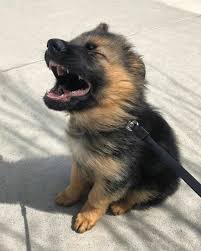 Happy puppy alsatian stock photos and images. German Shepherd Puppy Teeth Puppies German Shepherd Puppies Cute Dogs