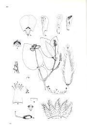 Image result for Eriosema cordatum