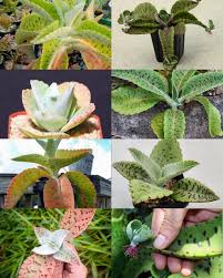 Image result for Kalanchoe glaucescens