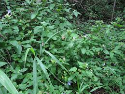 Image result for Barleria gueinzii