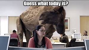 Whenever a desert dries out or a if not, you probably don't know how the desert temperature fluctuates. Wednesday Happy Hump Day Wednesday Camel Camel Gif Camel Humpday Wednesday Discover Share Gifs