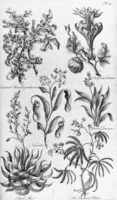 Black And White Images Of Pitcher Plant Rattlesnake Skull Ilustraciones Botanicas Plantas Carnivoras Illustration