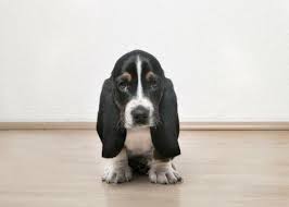 Black And White Basset Hound Puppy Pin By Margo Kretzer On Bassets Hound Puppies Basset Hound Puppy Bassett Hound