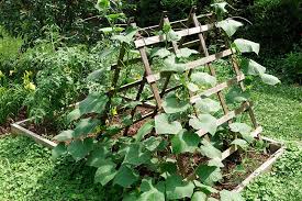 Tags :blumenkasten mit rankgitter holz selber bauen, blumenkasten mit spalier selber bauen, blumenkasten mit rankgitter selber bauen, verwandter beitrag von blumenkasten mit rankgitter selber bauen. Rankhilfe Rankgitter Selber Bauen Wurzelwerk