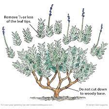 How To Prune Lavender Lavender Plant Lavender Garden Growing Lavender