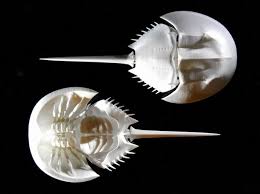 Articulated Horseshoe Crab Limulus Polyphemus By Chosetec On Shapeways Horseshoe Crab 3d Printing Prints