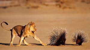 Porcupine meaning, definition, what is porcupine: Lions Wounded By Porcupines May Be More Likely To Attack People Science Aaas