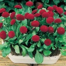 Bellis Perennis Medicis Red English Pomponette Daisy Seeds Amazon Co Uk Garden Outdoors Bellis Perennis Beautiful Flowers Pretty Flowers