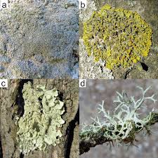 Image result for Lessertia falciformis