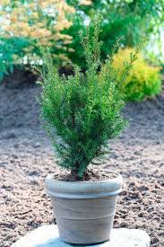 Hecke Eibe Overeynderi Hohe 30 40 Cm 9 Pflanzen Kleinevorgarten Hecke Eibe Overeynderi Hohe 30 40 Cm 9 P Plants Pink Halloween Halloween Decorations