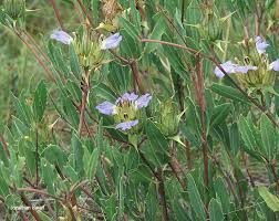 Image result for Blepharis