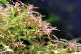 Image result for Rotala mexicana