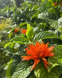 Image result for Justicia australis