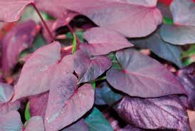 Check spelling or type a new query. Black Heart Sweet Potato Vine Ipomoea Batatas Proven Winners