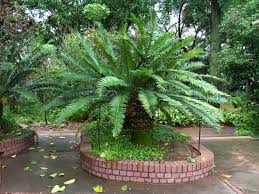 Image result for Encephalartos senticosus