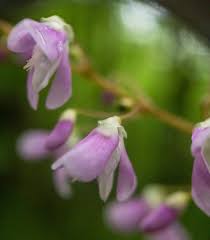 Image result for Hylodesmum