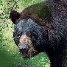 Black Bear Population By State Pin On Reference Black Bear