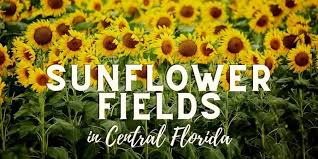 Serving lakeland and all of central florida. Sunflower Fields In Central Florida Lakeland Mom
