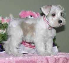 Black And White Schnauzer For Sale Miniature Schnauzer Puppies For Sale Males And Females Parties Silvers Platinium Livers Whites Miniature Schnauzer Puppies Schnauzer Miniature Schnauzer