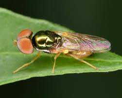 Image result for Microcharis