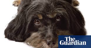 Maybe you would like to learn more about one of these? In The Dog House When Does Crating Your Canine Become Pet Abuse Dogs The Guardian