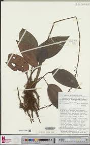 Image result for Manniella