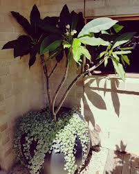 Featured Projects The Balcony Garden Frangipani Pots Pottedplants Outdoorliving Trees Plants Greenery Gardens Potted Trees Frangipani Easy Garden