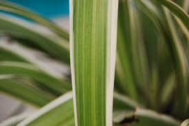 Image result for Chlorophytum velutinum