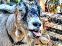 Image result for goat