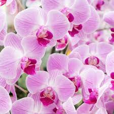 The flora of italy was traditionally estimated to comprise about 5,500 vascular plant species. 11 Beautiful Traditional Italian Flowers You Should Try Growing