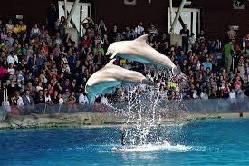 Il parco marino di malta, nuoto con i delfini, spettacoli con leoni marini, pappagalli, rettile e altri. Non E Zoo Marine Recensioni Su Oltremare Riccione Tripadvisor