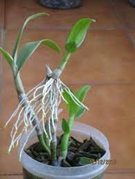 Cultivation Of Dendrobium Orchids Dendrobium Orchids Care Dendrobium Orchids Repotting Orchids