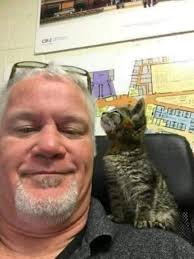 Kitten stuck to the road with glue