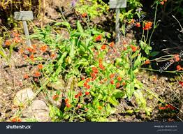 Image result for Emilia coccinea