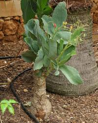 Image result for Cyphostemma congestum